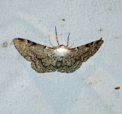 Thyrinteina arnobia