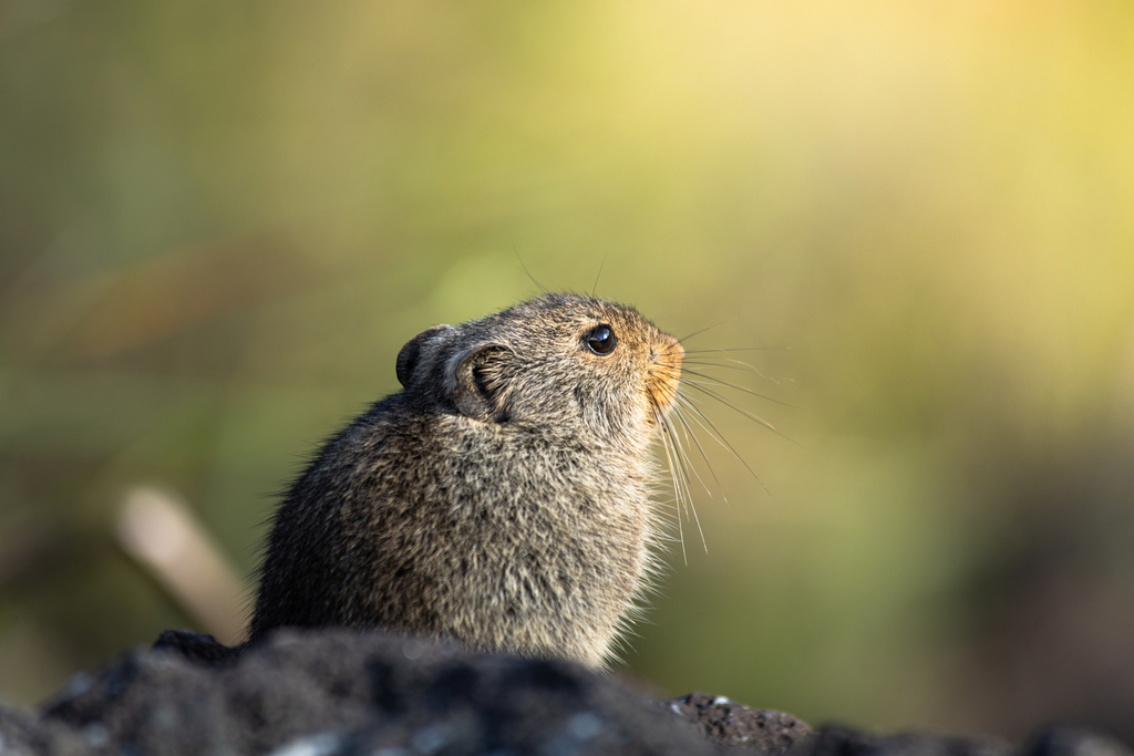Rock Karroo Rat