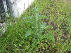 Onopordum acanthium