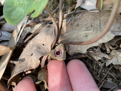 Asarum forbesii