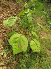 Heliocarpus americanus