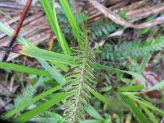 Blechnum zeelandicum