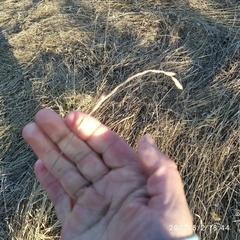 Elymus repens
