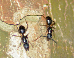Camponotus atriceps