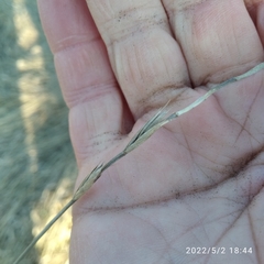Elymus repens