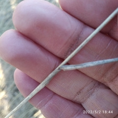 Elymus repens