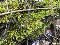 Brachythecium laetum