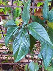 Dalbergia obovata