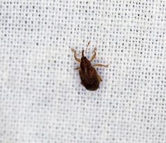 Lignyodes