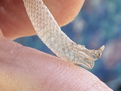 Tantilla