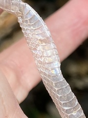 Tantilla