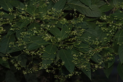 Clerodendrum cyrtophyllum