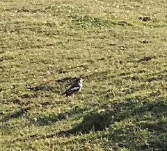 Dendrocopos himalayensis