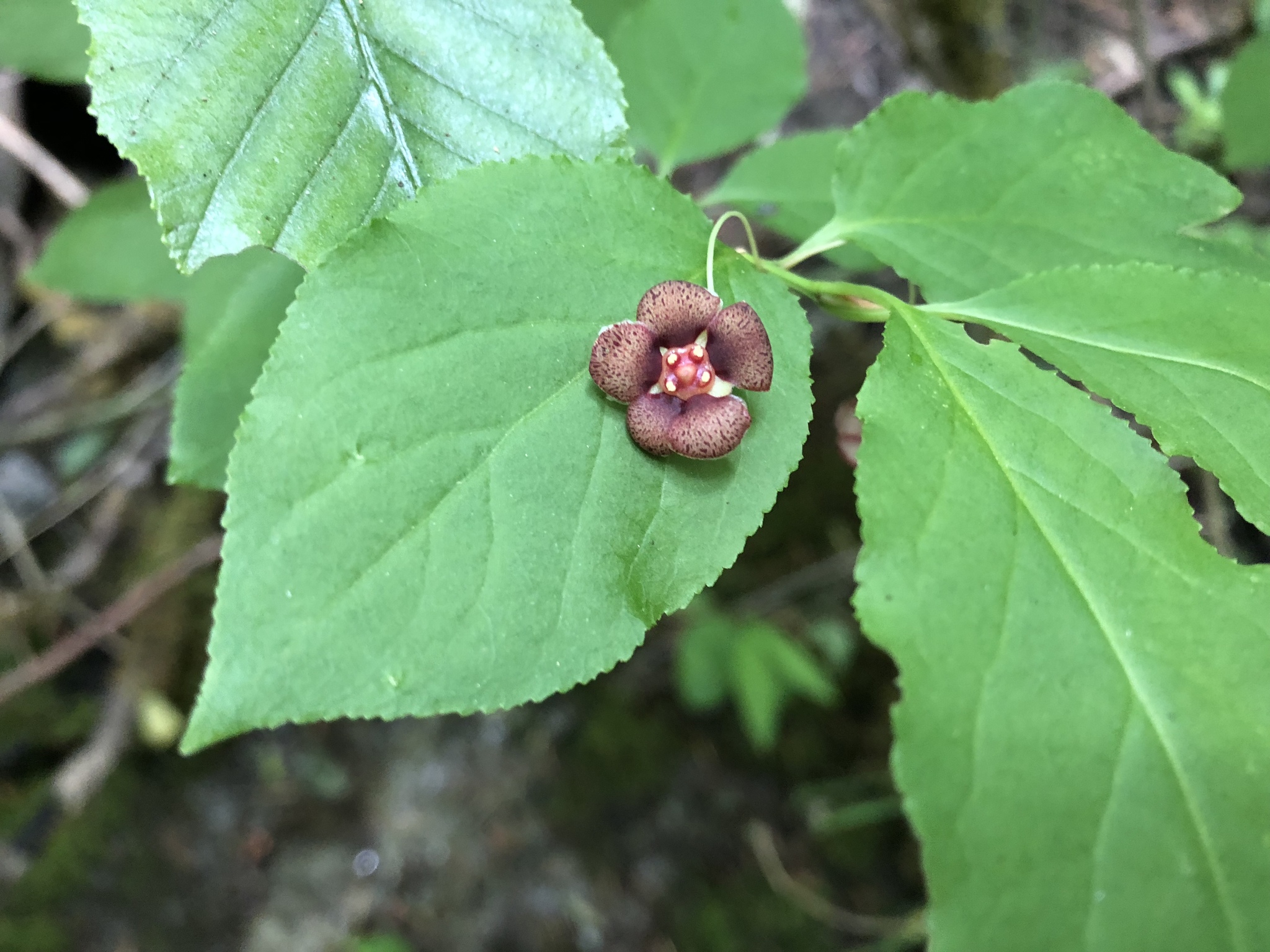 Euonymus occidentalis