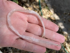 Tantilla