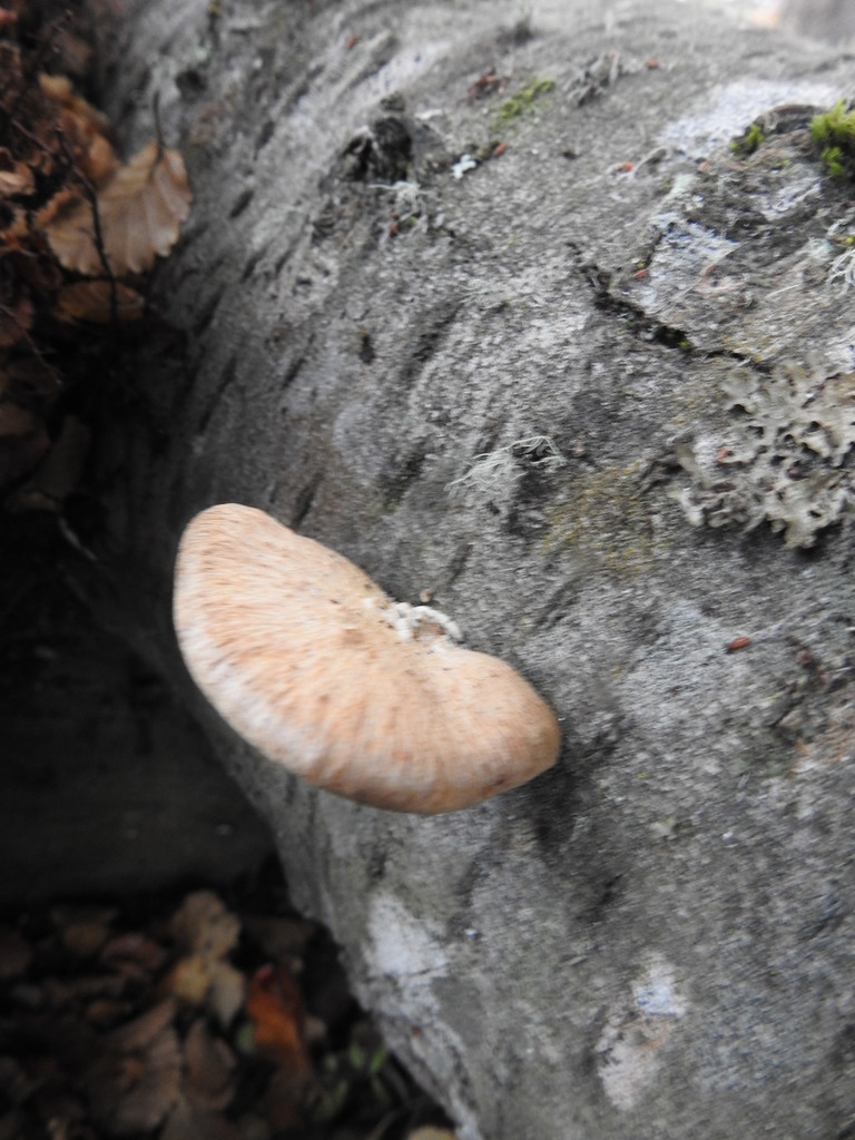 Polyporus gayanus