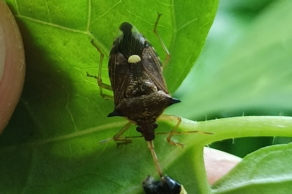 Montrouzierellus falleni