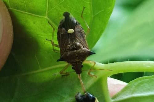 Montrouzierellus falleni