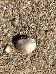 Mactra quadrangularis