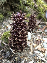 Kopsiopsis strobilacea