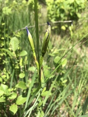 Iris prismatica