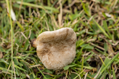 Clitocybe dealbata