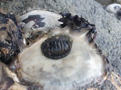 Sypharochiton pelliserpentis