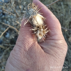 Cirsium arvense