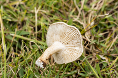 Clitocybe dealbata