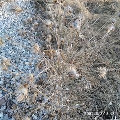 Cirsium arvense
