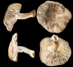 Clitocybe dealbata