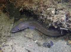 Conger wilsoni