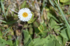 Erigeron procumbens