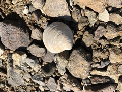 Cyclina sinensis