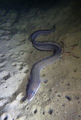 Conger wilsoni
