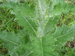 Onopordum acanthium