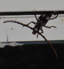 Enaphalodes taeniatus