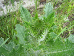 Onopordum acanthium