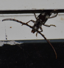 Enaphalodes taeniatus