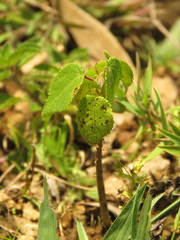 Heliocarpus americanus