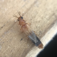 Distremocephalus texanus
