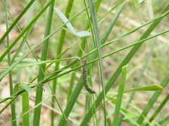 Glycine cyrtoloba