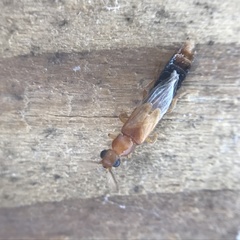 Distremocephalus texanus