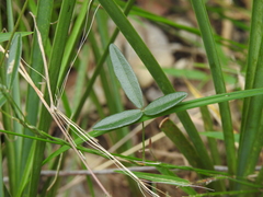 Glycine cyrtoloba