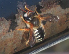 Anthidium gayi
