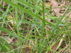 Glycine cyrtoloba