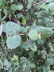 Correa reflexa speciosa