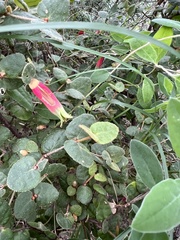 Correa reflexa speciosa