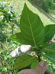 Ficus wassa