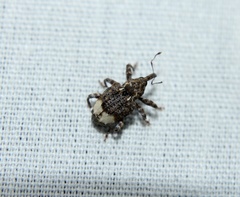 Conotrachelus albicinctus